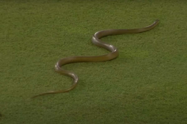 [WATCH] Shocking Scenes As Snake Slithers Into Ground During SL vs BAN 1st ODI